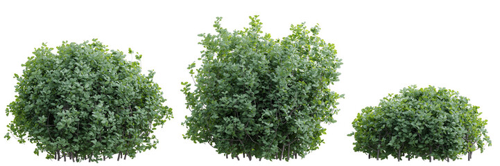 Obraz premium Set of three lush green dense evergreen bushes isolated on transparent background 3d rendering png