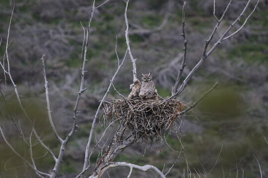 Owlets in nest