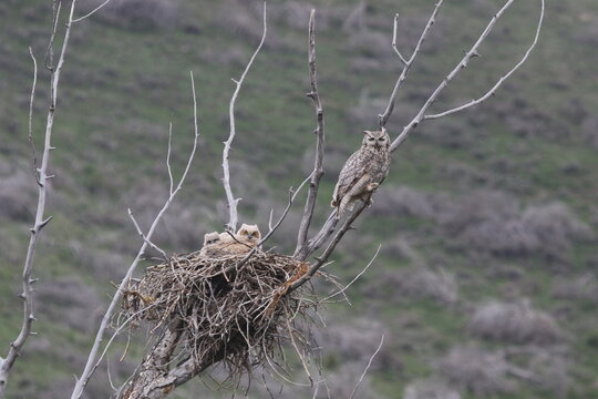 Owl hen with owlets in nest
