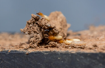 Fototapeta premium Close up of Termites Eating wood, (Termite damage house)
