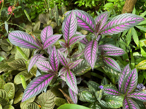 Persian Shield (Strobilanthes Auriculata Var. Dyeriana or Strobilanthes dyeriana), Royal purple plant, Persische Schildpflanze oder Persisches Schild, Bouclier persan, Escudo persa