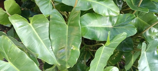 Philodendron tropical foliage with glossy green leaves, natural veins and lush texture © Rustanto