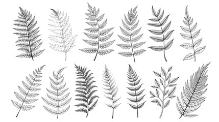 Fototapeta premium Fern Frond Collection: A detailed illustration showcases a variety of fern fronds, meticulously drawn in a classic sketch style, highlighting the delicate patterns of nature.