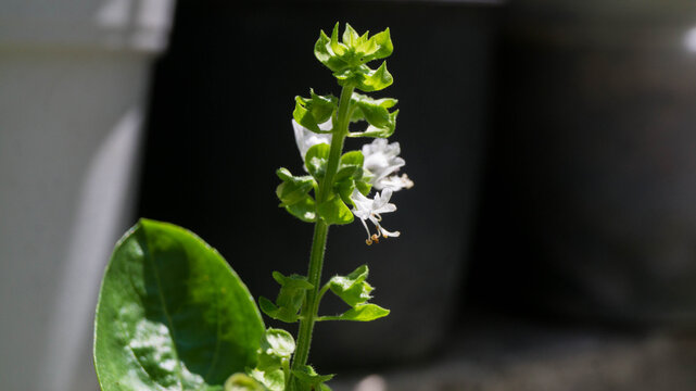 The plant shown in the image is a basil plant (Ocimum basilicum), specifically in its flowering stage. Taken from Las Pinas, NCR, Philippines.