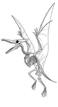 Isolated Pterodactyl Skeleton Flying Transparent Background Illustration