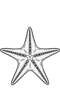 Isolated Starfish Illustration Line Art Marine Life
