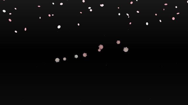 Soft pink cherry blossom petals falling against a dark black background