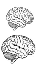 Fototapeta premium Line Art Brain Illustration Isolated on Transparent Background