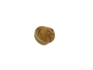 snail on white background © Apit