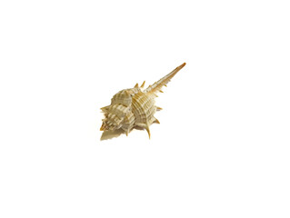 Fototapeta premium sea shell isolated on white