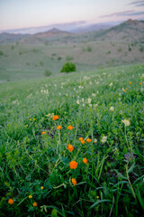 Obraz premium poppies in the field