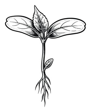 Detailed botanical line drawing of a young plant seedling with leaves and visible roots for growth