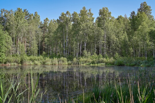 Muddy forest swamp in the Orlovskoye Polesie National Park, Oryol region of Russia
