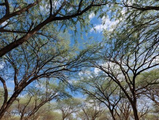 Fototapeta premium overhead view of tree branches and bright blue sky with sunlight filtering through the canopy