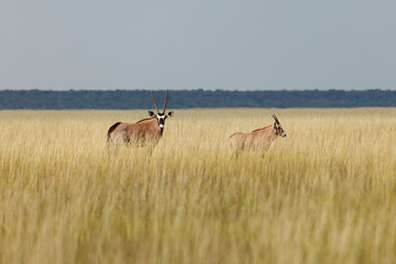 Naklejka premium Gemsbok, Oryx gazella, with straight horns pose in grass field in Namibia