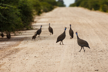 Fototapeta premium Close up of Flock of helmeted guineafowl, meleagris, crossing road in Africa