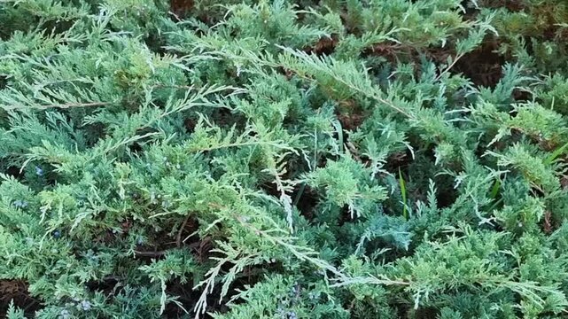 Beautiful botanical shot, natural wallpaper. Juniperus sabina in the garden.