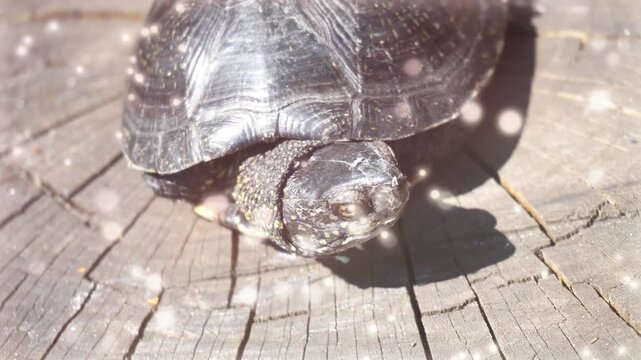 Turtles on wooden surface with sparkling confetti festive atmosphere celebration concept animals wildlife nature outdoors three turtles shells slow motion video clip footage