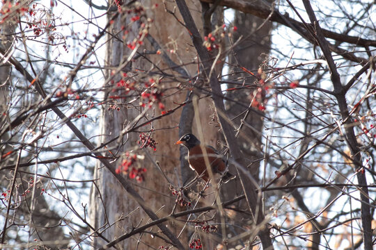 American robin among a tangle of branches and berries in winter