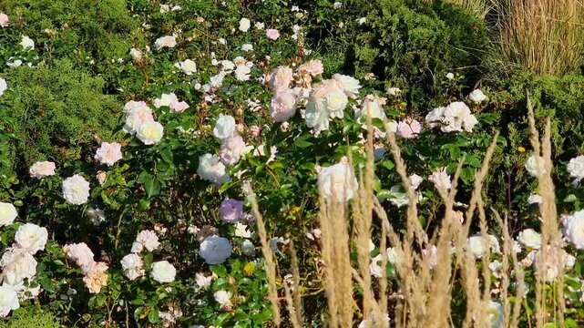 White flowers in the garden. Rosa &laquo;Alabaster&raquo; and Calamagrostis acutiflora &laquo;Overdam" in autumn.