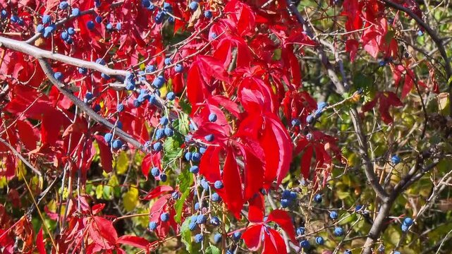 Colorful red leaves of a Virginia creeper (Parthenocissus quinquefolia). Vine Plant in Autumn. Autumn leaves, fall season flora.