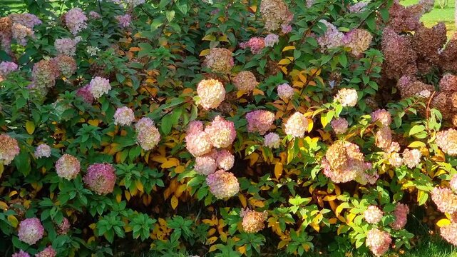 Beautiful flowers in the garden. Hydrangea paniculata in autumn.