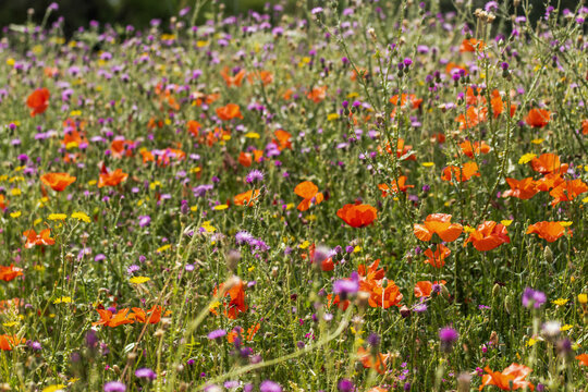Coquelicots at autres fleurs sauvages dans une prairie au printemps