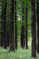Fototapeta premium It is a forest of magnificent Metasequoia trees.아름드리 메타세콰이어 숲입니다.