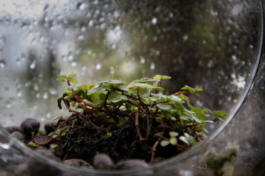 This is a terrarium where I am growing Trianthema in a glass vase.유리화병에 트리안을 키우는 테라리움입니다.