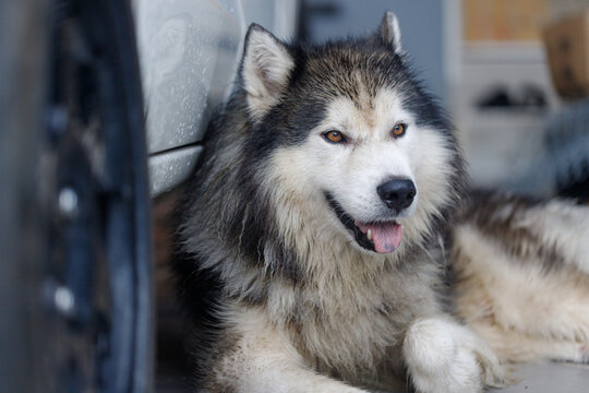 Close-up of Siberian Husky a wet fluffy dog with calm expression