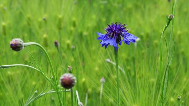 These are cornflowers blooming in a green barley field.청보리밭에 피어있는 수레국화꽃입니다.