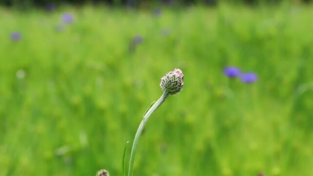 These are cornflowers blooming in a green barley field.청보리밭에 피어있는 수레국화꽃입니다.
