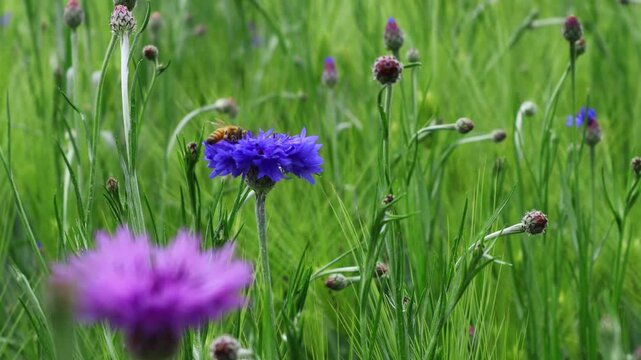 Honeybees are flying over the cornflowers in the meadow.초원의 수레국화꽃위로 꿀벌들이 날아다닙니다.