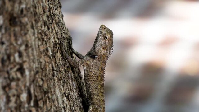 Close shot of a Oriental Garden Lizard also known as Changeable Lizard