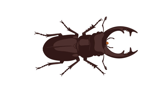 Detailed illustration of a stick insect against a clean white background