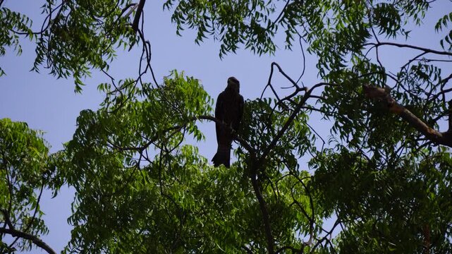Shot of Black Kite or Milvus migrans sitting on a branch 1