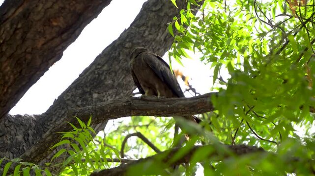 Shot of Black Kite or Milvus migrans sitting on a branch 2