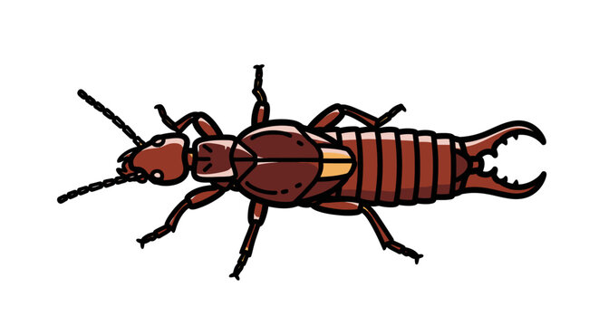 Illustrated earwig insect with detailed anatomy isolated on white background