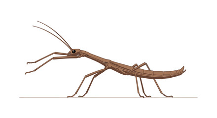 Obraz premium Detailed illustration of a stick insect against a clean white background