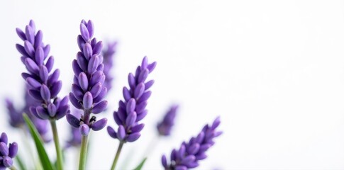 Obraz premium Fresh lavender blossoms, vibrant purple hues against pristine white background, bloom, fragrance, calm