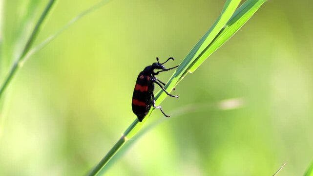 Macro shot of a bright black and red Poisonous Blister Beetle, Mylabris pustulata
