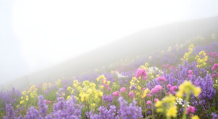 Obraz premium Vibrant wildflowers in a lush field on a foggy day with a hill in the background