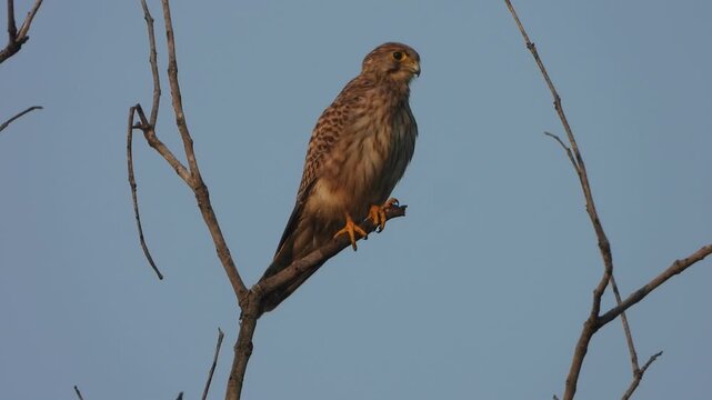 Hawk eagle bird searching for food sitting tree.