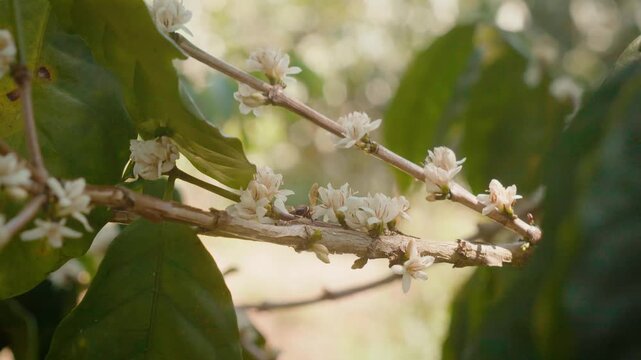 Close-up of bee pollinating white coffee flowers on branch in tropical plantation. Natural pollination process in organic coffee farming environment.
