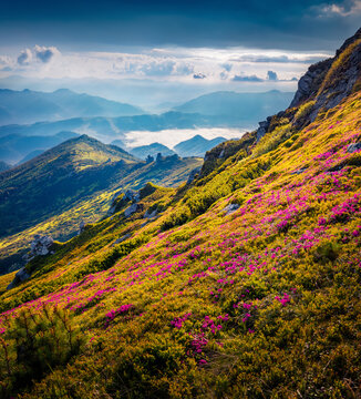 Marvelous summer view of fields of blooming rhododendron flowers. Impressive morning scene of Carpathian mountains, Ukraine, Europe. Beauty of nature concept background.
