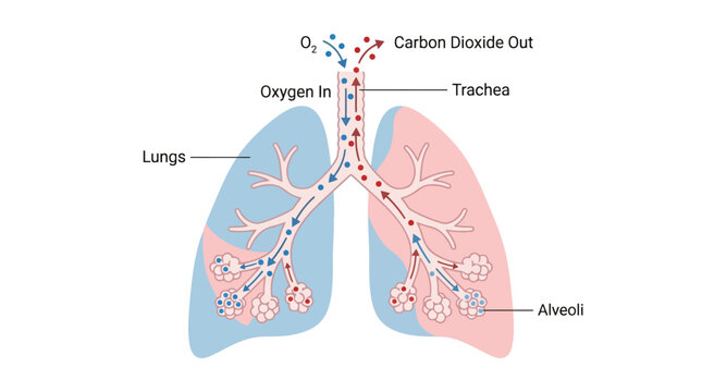 Human lungs anatomy diagram showing oxygen and carbon dioxide gas exchange process vector illustration.