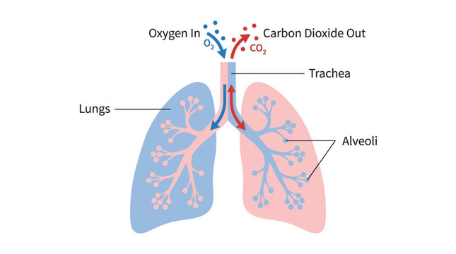 Human lungs anatomy diagram showing oxygen and carbon dioxide gas exchange process vector illustration.
