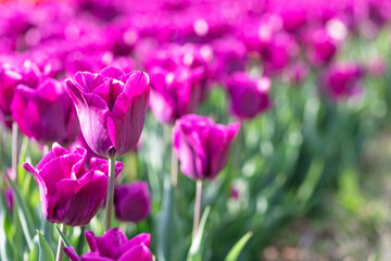 Fototapeta premium Beautiful purple tulip flowers blooming in a bright spring garden field