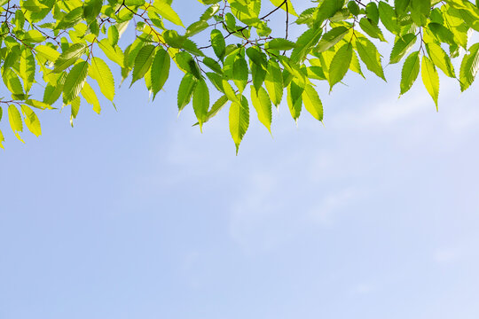 Fresh green zelkova leaves on tree branches against a clear blue sky