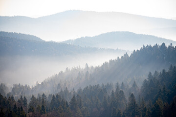 Naklejka premium Misty landscape of mountains and hills with pine tree fir forest, covered in fog. Natural outdoors view of a mountain range, morning mist rolling over the highlands in Poland.